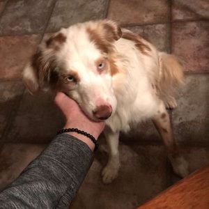 Meet your Posher, Sydney